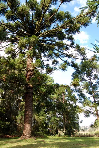 巴西棵松树 — 图库照片