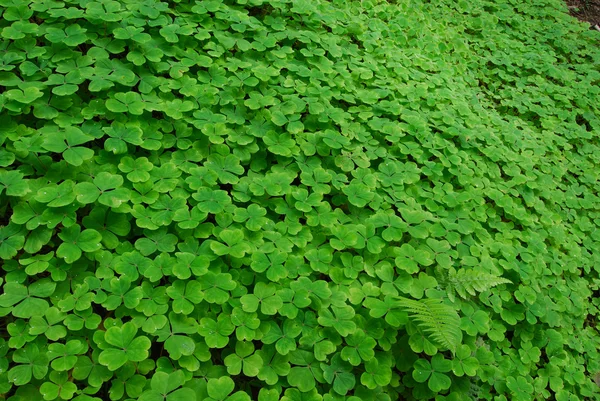 stock image Clover field