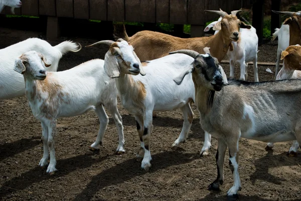stock image Goats