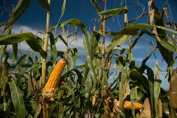 Maize Crop — Stock Photo, Image