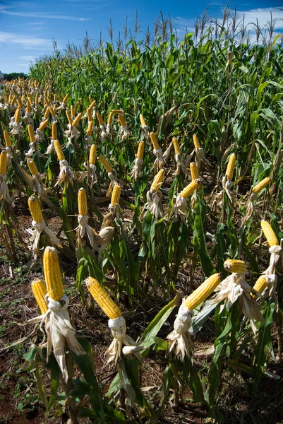 Úrody kukuřice — Stock fotografie