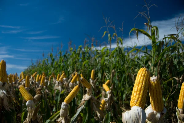 Uprawa kukurydzy — Zdjęcie stockowe