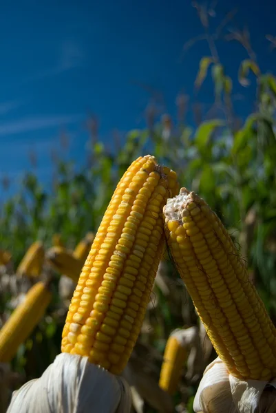 Cultura do milho — Fotografia de Stock