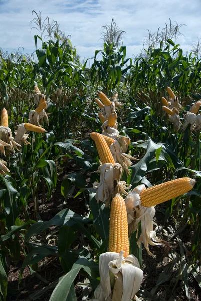 玉米作物 — 图库照片