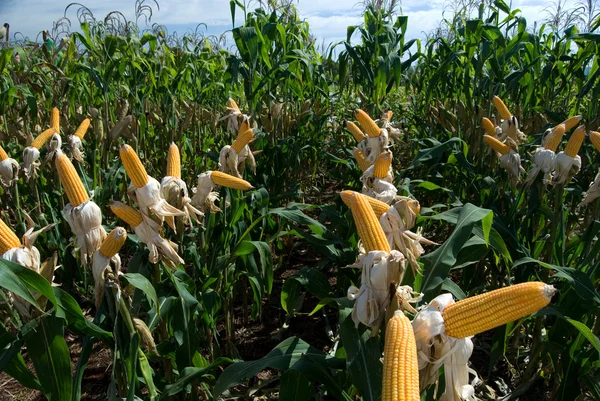 Uprawa kukurydzy — Zdjęcie stockowe