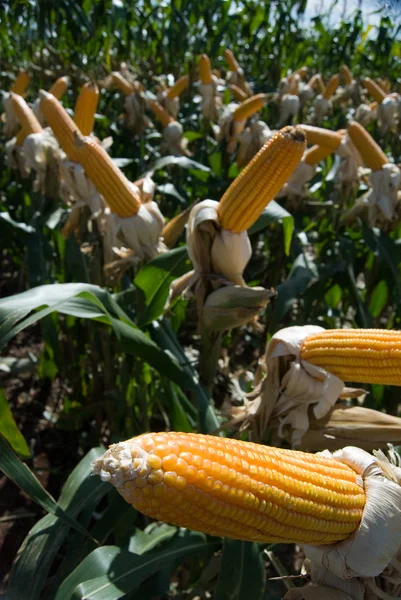 Урожай кукурудзи — стокове фото