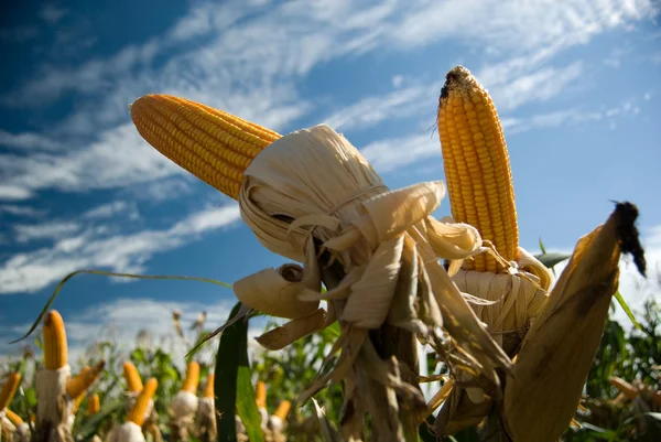 Cultivo de maíz — Foto de Stock