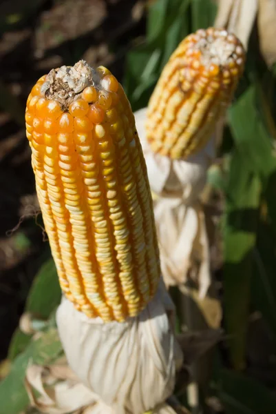 Kukorica termés — Stock Fotó