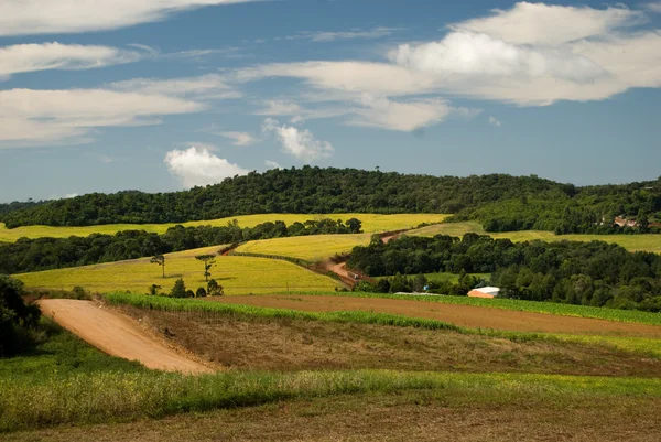 stock image Deforestation