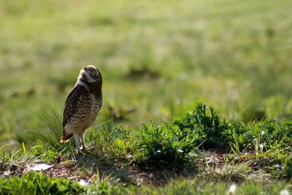 Burrowing owls — Stock Photo, Image