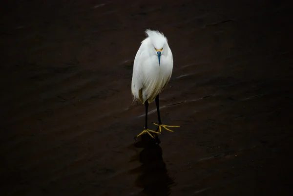 Volavka bílá — Stock fotografie