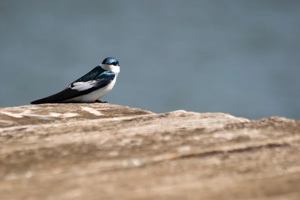 Stock image White-winged Swallow