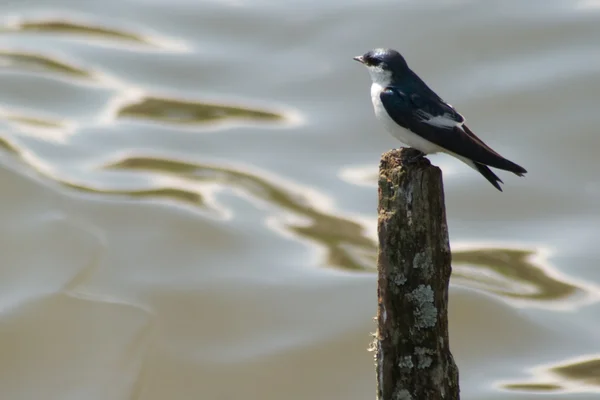 stock image White-winged Swallow