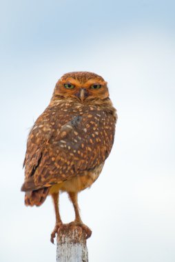 Burrowing Owl clipart