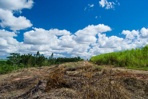 Replacement of native forest for sugarcane and eucalyptus in the south of Brazil. Today there are less than 1% of the Brazilian Atlantic forest, deforestation i