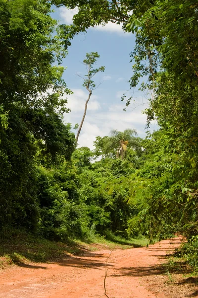Дорога в лес — стоковое фото