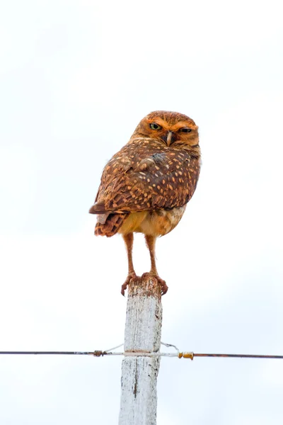 Burrowing Owl — Stock Photo, Image