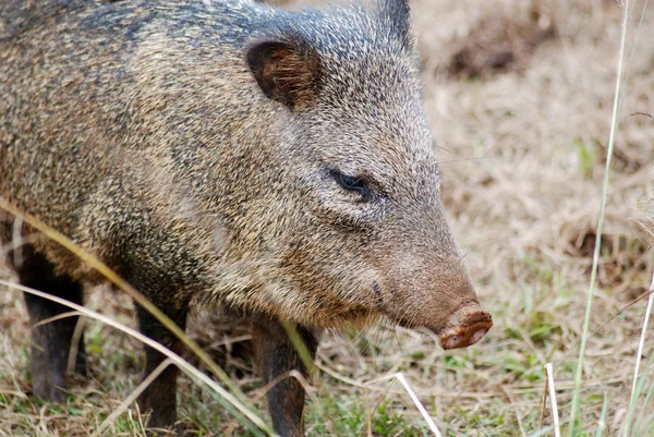 stock image Collared Peccari