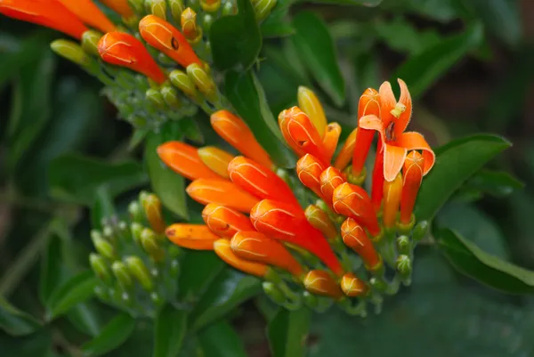 stock image Pyrostegia venusta