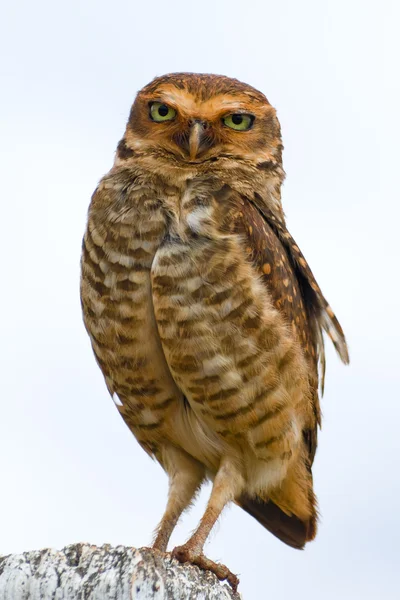 Burrowing Owl — Stock Photo, Image