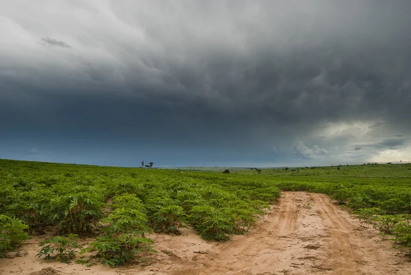 雨と農業 — ストック写真