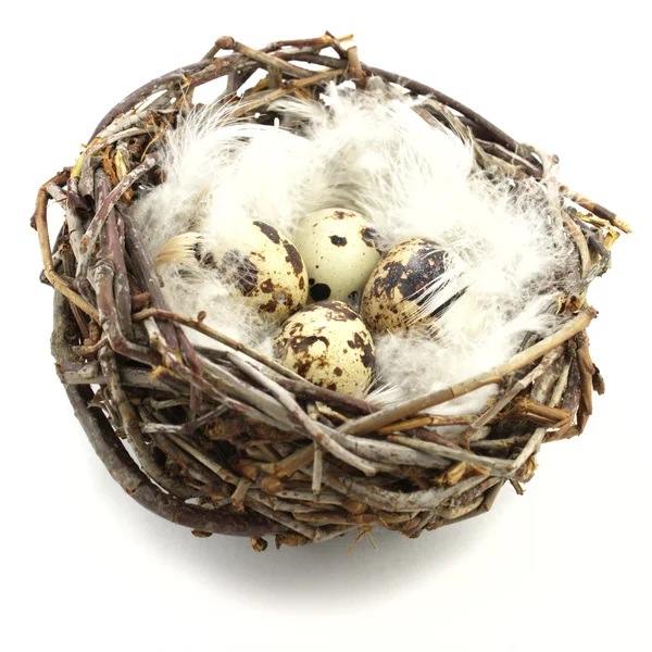 Quail eggs in nest — Stock Photo, Image
