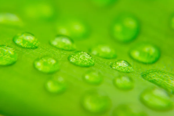 stock image Water drops on plant leaf