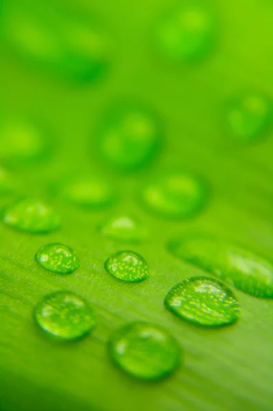 stock image Water drops on plant leaf