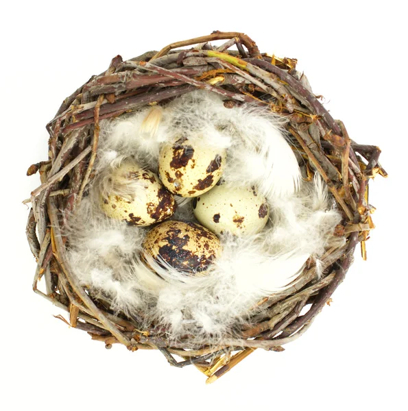 巣の中のウズラの卵 — ストック写真
