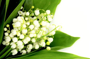 Lily of the valley clipart