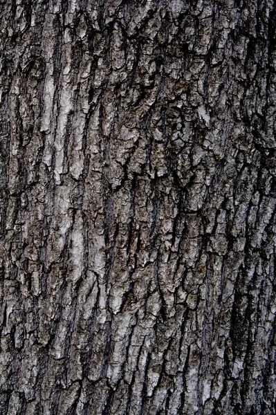 Tree Bark Background — Stock Photo, Image