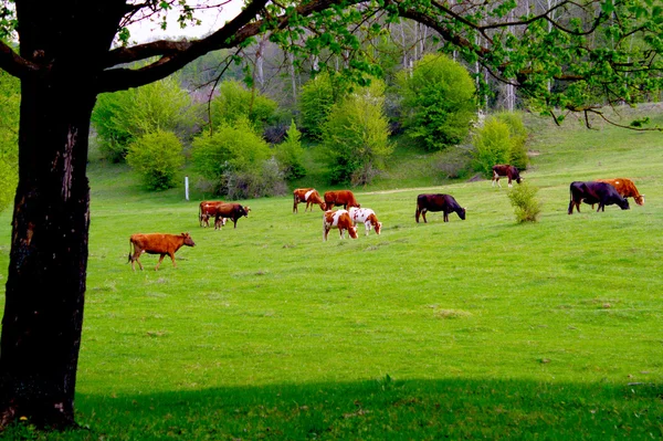 Коровы пасутся на зеленом пастбище — стоковое фото