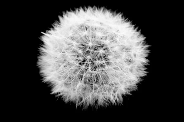 stock image Dandelion on black