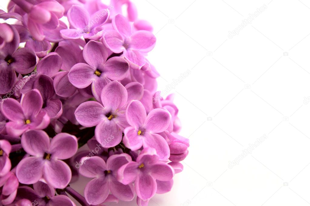 Beautiful Lilac Flower