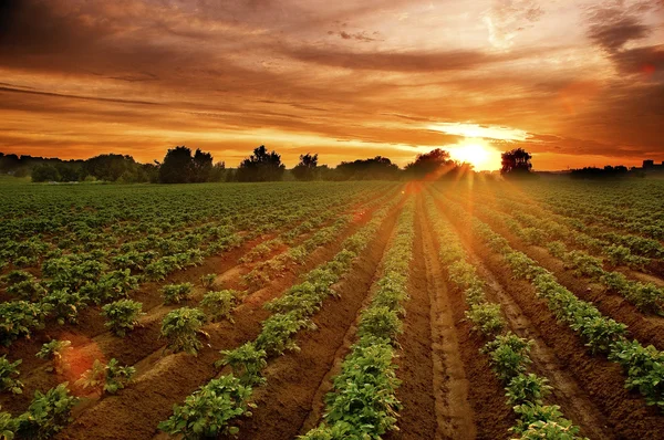 Západ slunce na bramborovém poli — Stock fotografie