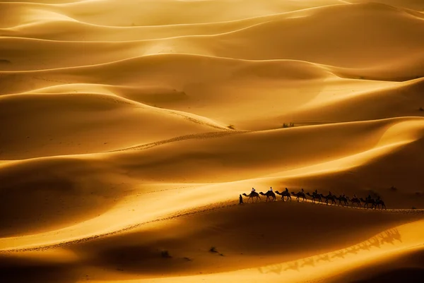 Caravana de camellos — Foto de Stock