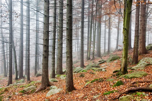 Jesień las — Zdjęcie stockowe
