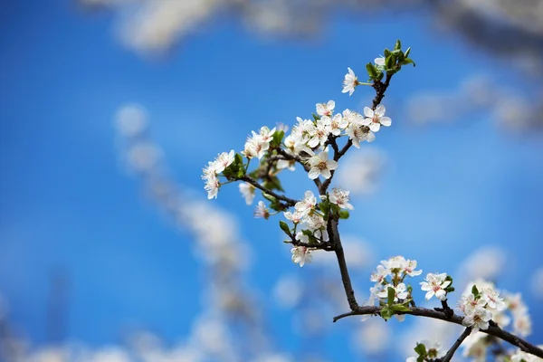 İlkbahar — Stok fotoğraf