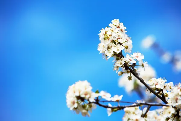 Påsk blommor — Stockfoto