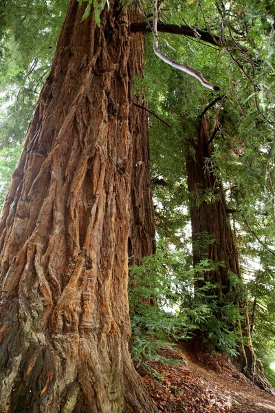 stock image Redwoods