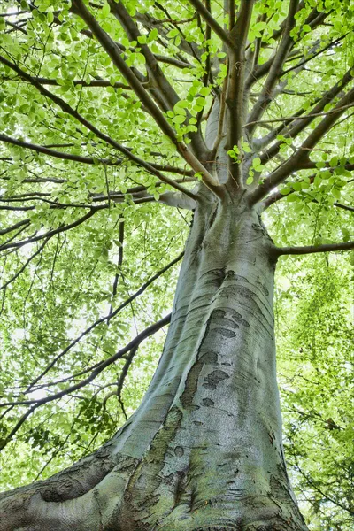 Beech träd — Stockfoto
