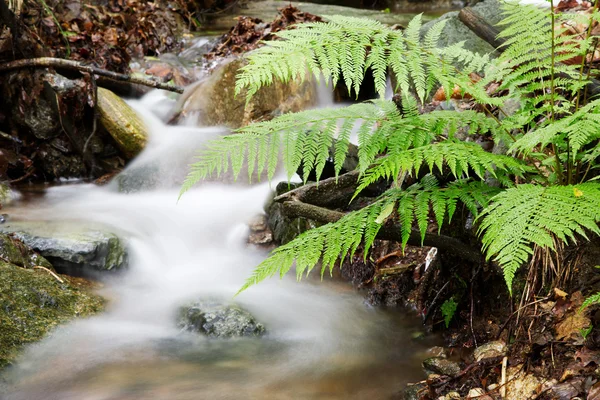 森の中で小さな滝 — ストック写真