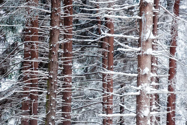 Troncos de pinheiros nevados — Fotografia de Stock