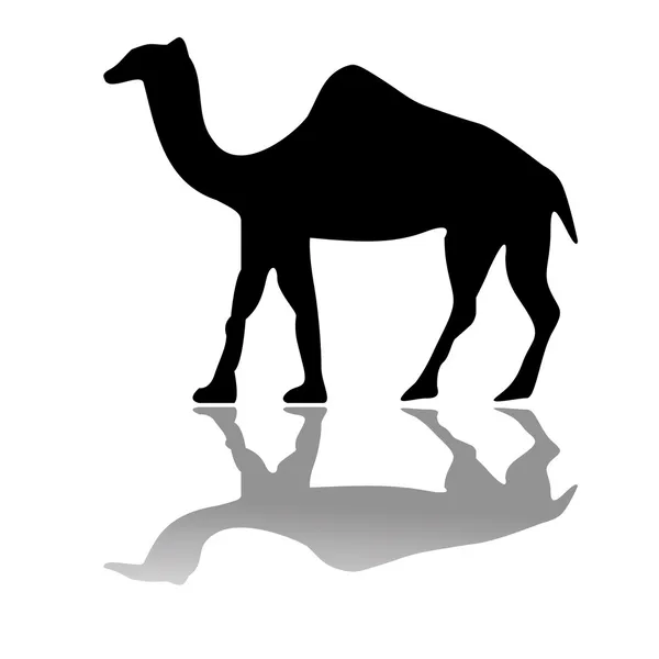 Camello izolado sobre blanco — Archivo Imágenes Vectoriales