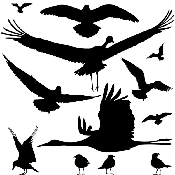 Silhouettes d'oiseaux — Image vectorielle
