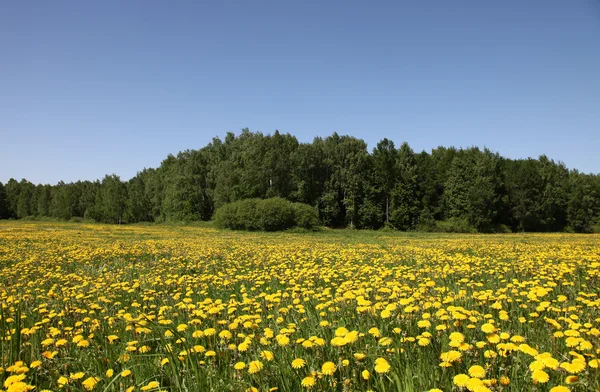 stock image Field of dandelion