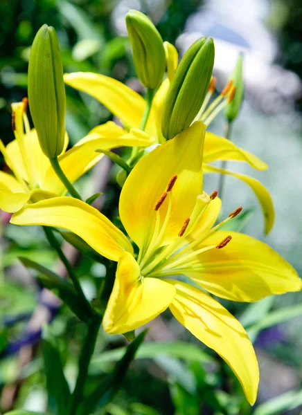 Stock image Flower