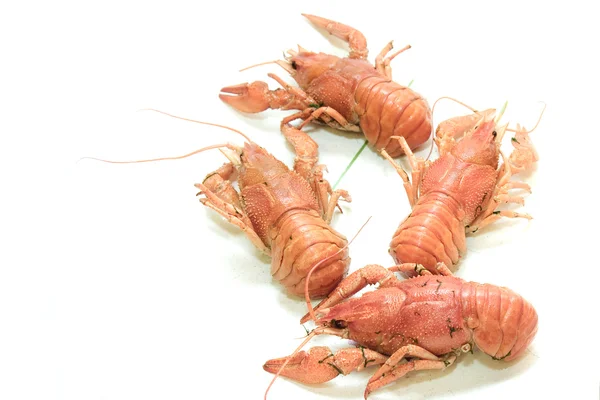 stock image Crayfish