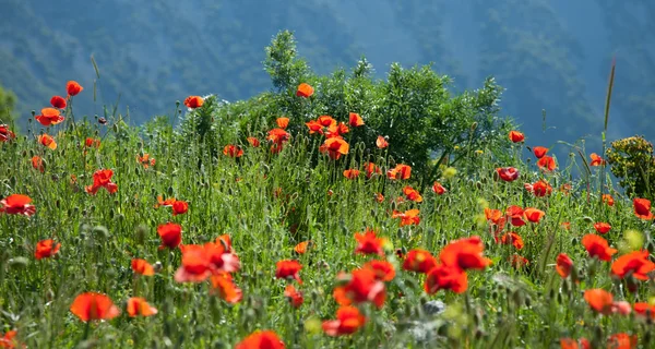 stock image Flowers