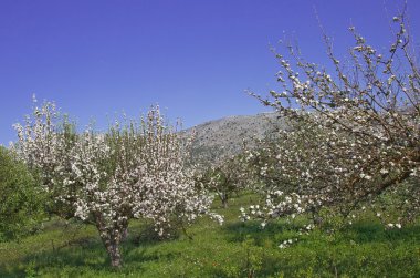 zeytin ağacı